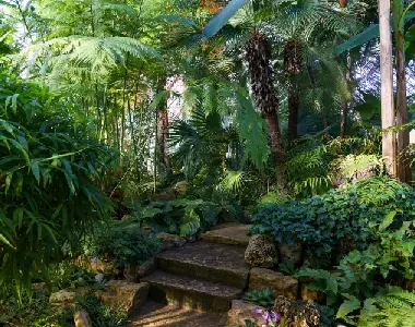 Dense tropical planting